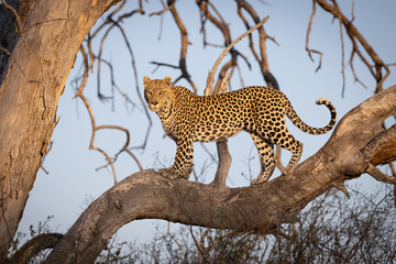 A leopard resting on a large tree branch in the African savanna © stuporter