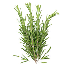 Obraz premium Fresh rosemary sprigs bundle, organic green herb branches for cooking, aromatic culinary rosemary plant isolated on white background