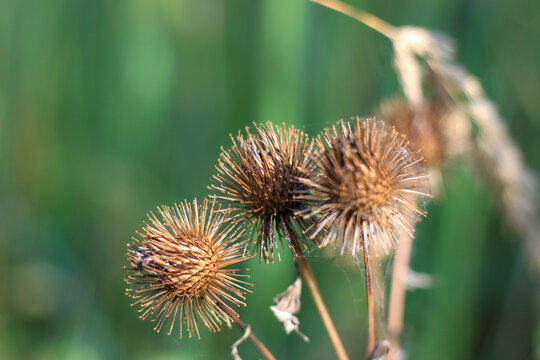 Brown burdock burrs with sharp spikes on stems against a soft green background