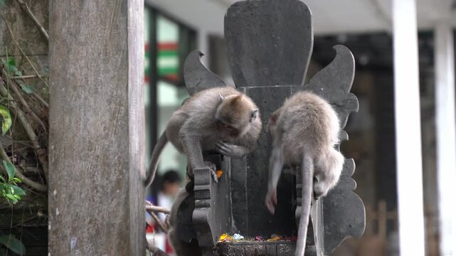 Wild balinese long tailed monkeys eating offerings