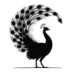 Fototapeta premium Peacock displaying fanned tail Vector, Silhouette, Illustration