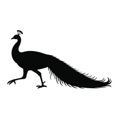 Fototapeta premium Peacock walking side view Vector, Silhouette, Illustration