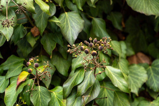 Gro&szlig;bl&auml;ttriger Efeu mit kr&auml;ftig gr&uuml;nen Bl&auml;ttern in Nahaufnahme, typische Blattform der Kletterpflanze.
