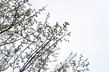 Naklejka premium Zweige mit Palmkätzchen (Weidenkätzchen) im Frühling, flauschige Blütenstände der Weide in der Natur.