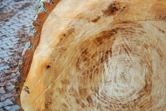 Querschnitt eines Baumstamms mit deutlich erkennbaren Jahresringen und nat&uuml;rlicher Holzmaserung.
