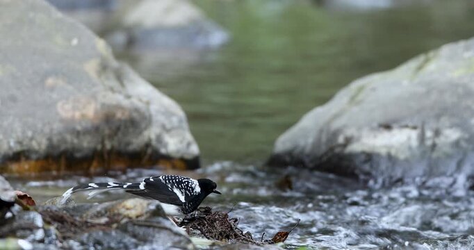 Spotted Forktail feeding in a stream near Sattal, Uttarakhand, India 