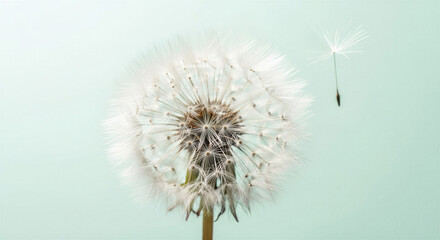 Dandelion flower in bloom with airy seeds floating on a pastel background

