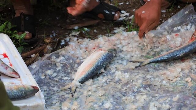 Close-up of the hands local fishermen manually scaling fresh fish with spoons on a plastic sheet.