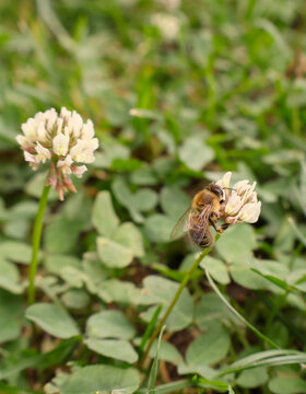 Bee pollinating clover flower macro