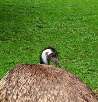 Close up portrait of an emu against a green grass background