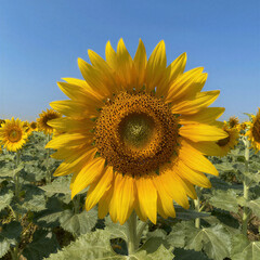 Fototapeta premium Bright Yellow Sunflower Head in Field