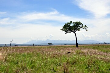 Mikumi Nationalpark Tansania © Jutta Adam