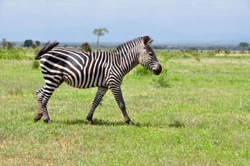 Mikumi Nationalpark Tansania © Jutta Adam