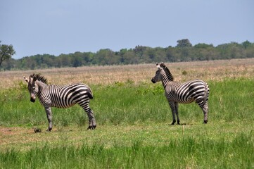 Mikumi Nationalpark Tansania © Jutta Adam