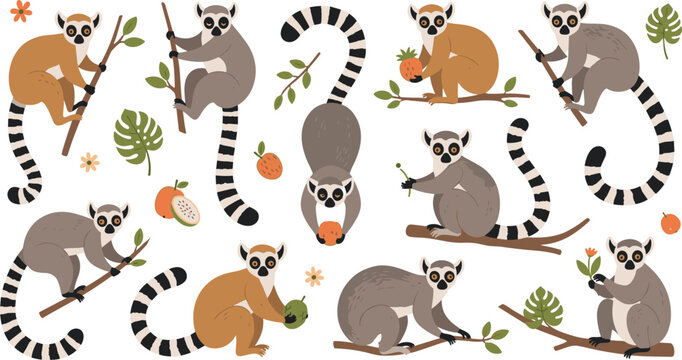 Flat Vector Illustration Set of Ring Tailed Lemur Characters Climbing Branches and Eating Tropical Fruit for Wildlife Nature Education and Zoo Design Projects