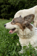 dog is lying on grass with his tongue hanging out. pet looks happy and relaxed. Cardigan Welsh corgi on walk in park with owner, a professional dog walker. animal training and care.