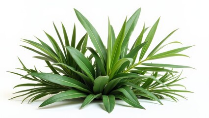 Fototapeta premium tropical leaves foliage plant bush floral arrangement isolated on white background nature concept of botanical design, interior decoration, garden styling