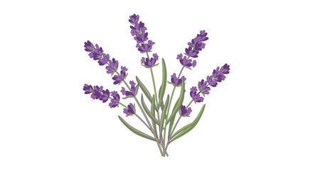 Fototapeta premium Vector illustration of a lavender sprig