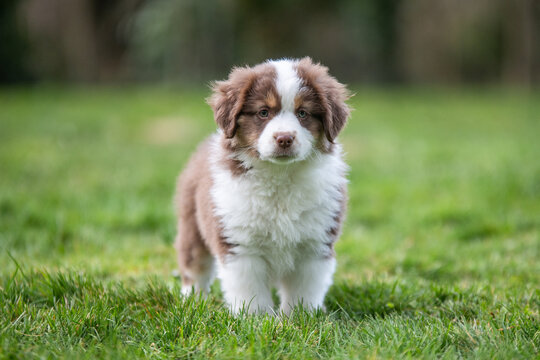 Adorable chiot berger australien assis dans l'herbe verte