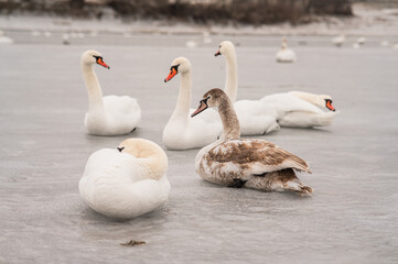 Obraz premium Elegant swans and a juvenile goose resting on frozen, wintry lake surface during daytime
