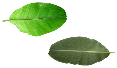 Obraz premium Lush Green Tropical Banana Leaves Isolated
