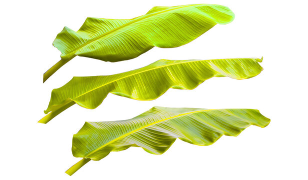 Three Bright Yellow Wavy Banana Leaves Isolated
