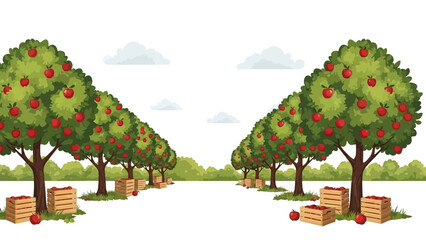 Apple Trees with Fruit and Crates Orchard.