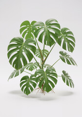 Obraz premium Monstera plant with large green leaves isolated on a neutral background 