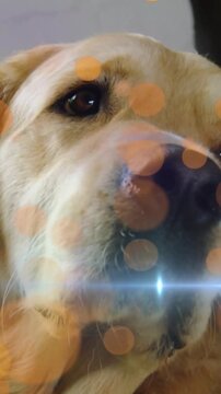 Vertical video: Cam moving causing dog nose near lens tilting settling bokeh and flare for pet ads