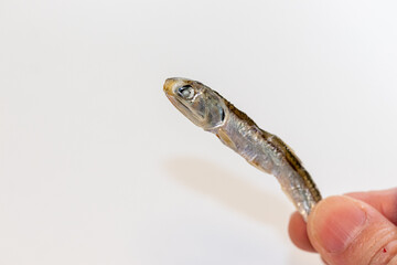 指でつまんだ小魚の干物