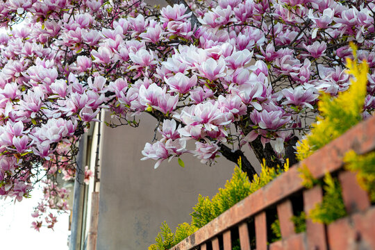 magnolia,una bellezza che fa girare la testa..
