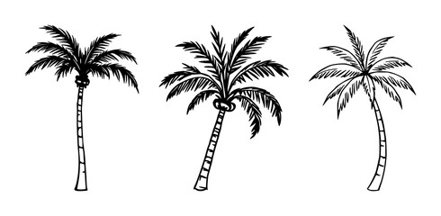 Palm tree icon set with a single black vector silhouette featuring tropical island, foliage, palm leaf with silhouette and monochrome © MSTDIPTI