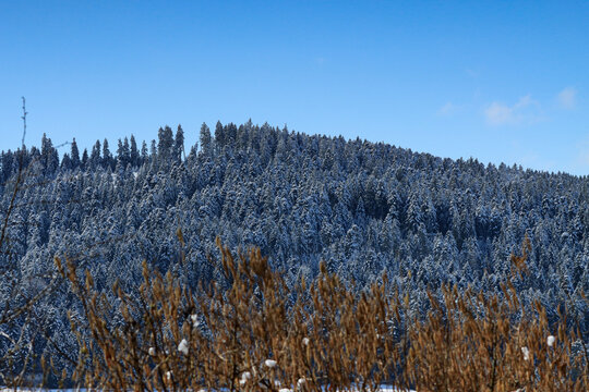 Verschneiter Nadelwald &uuml;ber einem dichten Nebelmeer unter klarem blauem Himmel, winterliche Berglandschaft mit Tannenwald im kalten Morgenlicht, ruhige Naturkulisse mit Gipfel &uuml;ber den Wolken und fros