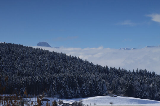 Verschneiter Nadelwald &uuml;ber einem dichten Nebelmeer unter klarem blauem Himmel, winterliche Berglandschaft mit Tannenwald im kalten Morgenlicht, ruhige Naturkulisse mit Gipfel &uuml;ber den Wolken und fros