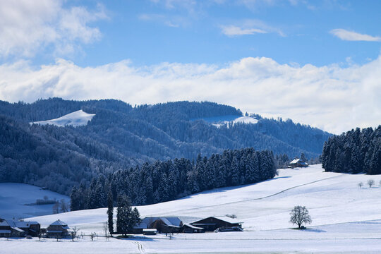 Verschneiter Nadelwald &uuml;ber einem dichten Nebelmeer unter klarem blauem Himmel, winterliche Berglandschaft mit Tannenwald im kalten Morgenlicht, ruhige Naturkulisse mit Gipfel &uuml;ber den Wolken und fros