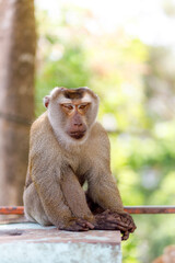 Naklejka premium Portrait of a monkey on Monkey Hill in Phuket (Thailand)
