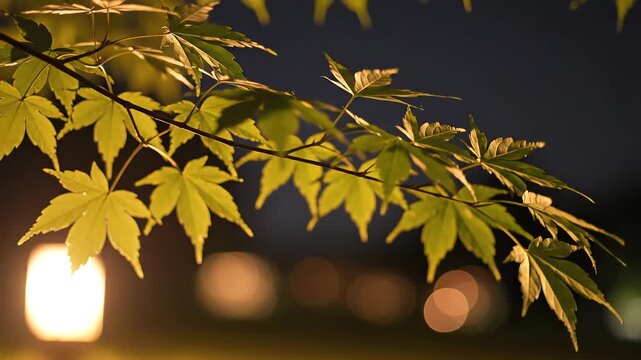 Closeup of Japanese Maple Leaves Illuminated by Lantern Light at Night.