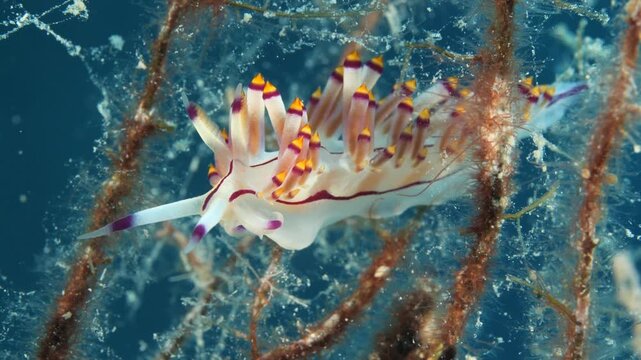 nudibranch flabellina nudi branch nudybranch  underwater slug ocean scenery