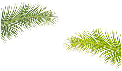 Fototapeta premium Pair of Tropical Palm Fronds Isolated on White