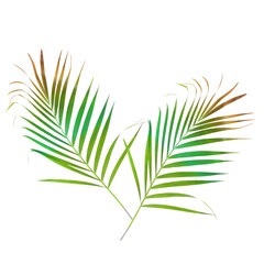 Fototapeta premium Two Detailed Tropical Palm Leaves Isolated on White