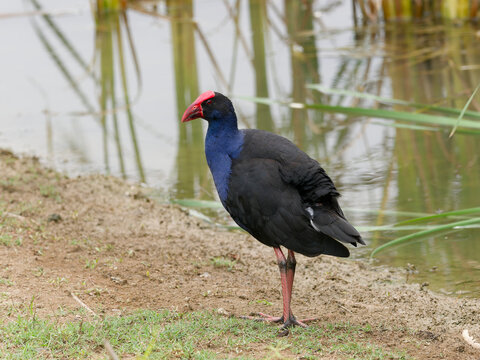 Australasian Swamphen or Pūkeko (Porphyrio melanotus) standing on the shoreline of a wetland swamp with reeds reflected in the water,