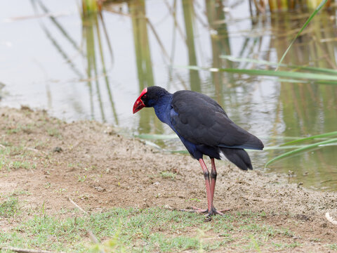 Australasian Swamphen or Pūkeko (Porphyrio melanotus) standing on the shoreline of a wetland swamp with reeds reflected in the water,