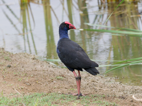 Australasian Swamphen or Pūkeko (Porphyrio melanotus) standing on the shoreline of a wetland swamp with reeds reflected in the water,
