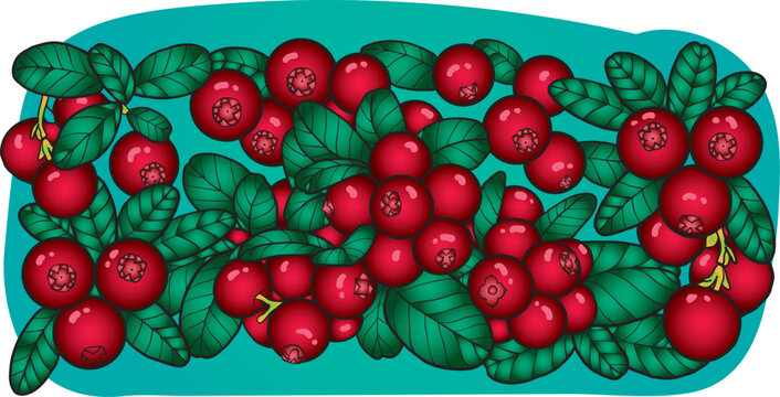 Fresh Cranberry Branch with Red Berries and Green Leaves &ndash; Botanical Cranberry Illustration