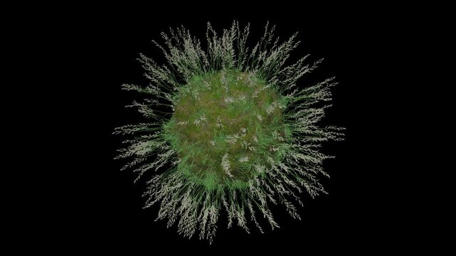 Deschampsia Cespitosa Grass Sphere
