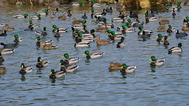 Mixed flock of male and female mallards (Anas platyrhynchos) and Eurasian coots (Fulica atra) swimming in a lagoon during winter in the Sukhoi liman, Odessa region
