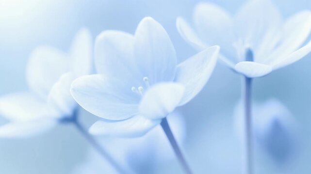 Soft blue flower petals in macro view creating calm floral background