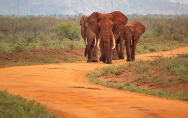 Fototapeta premium Group of Red Elephant bulls walking along a dirt road at the Savannah of the Tsavo East National park in Kenya