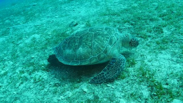 turtle swimming  underwater. green sea turtle (Chelonia mydas) swimming and feeding ocean grass scenery  with animal eating