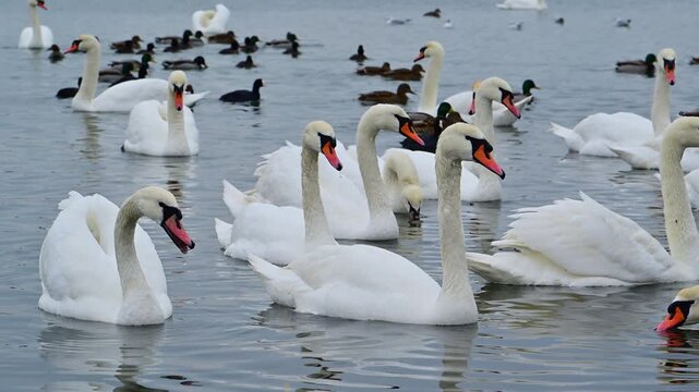 A group of adult mute swans (Cygnus olor) and wild ducks (family Anatidae) swimming near the shoreline in winter in a saline lagoon of the Black Sea.